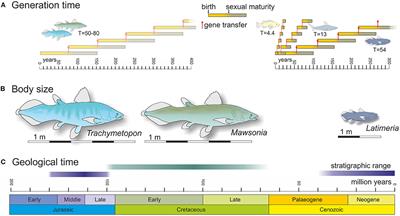 Why Coelacanths Are Almost “Living Fossils”?